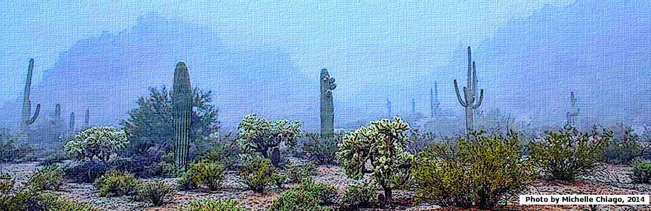 Winter in the Sonora desert, especially in the early morning, creates unique scenes like this one. It feels a bit eerie, with the heavy fog making the background appear dark grayish-blue, and making an impenetrable limit to the views in the distance. To complete the scene, there's the light dusting of frost and snow on the shrubs and cacti. This photo was captured by Michelle Chiago, in 2014.