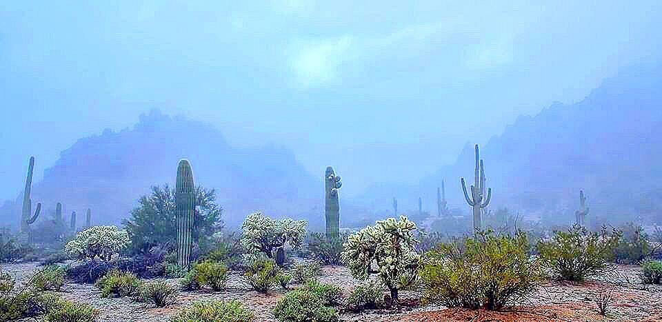 Sonora Wnter